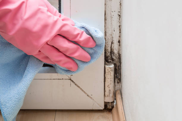 Best Insurance-Related Mold Remediation in Jeffersonville, KY